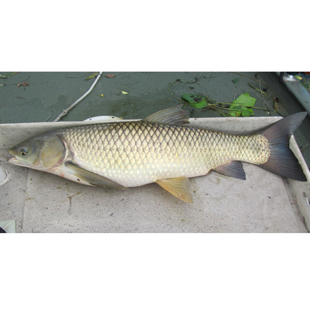 Grass Carp 1 - Kg