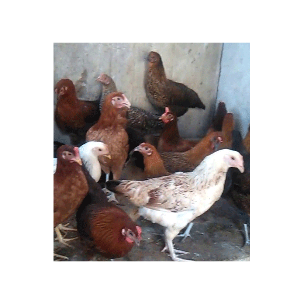 Pakistani Chicken live- 1 kg