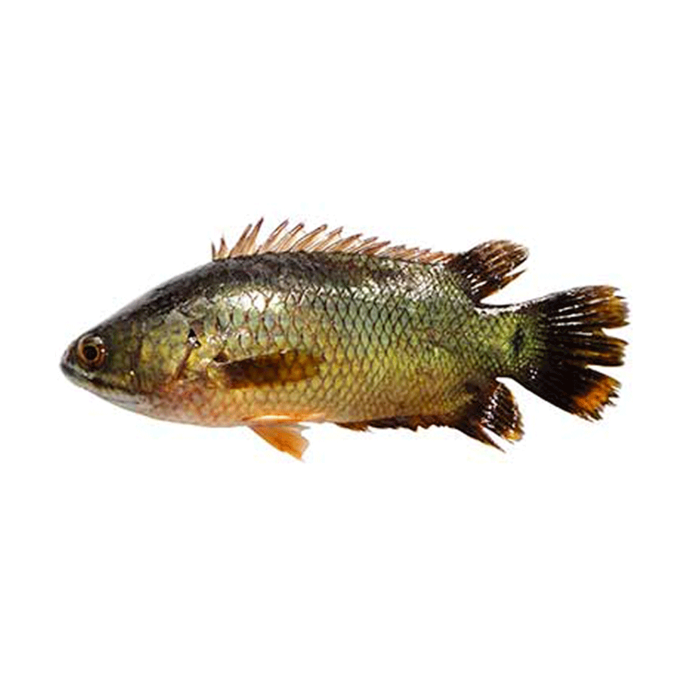 Normal Koi Fish (Large) (Net Weight ± 50 gm) - 1 Kg