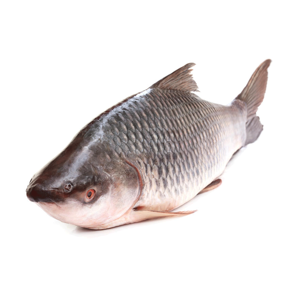 Katol/কাতলা (Large) (Net Weight ± 50 gm) - 1.95 Kg - 2kg