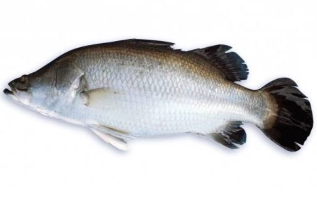 Koral Fish (Medium) - 1 Kg