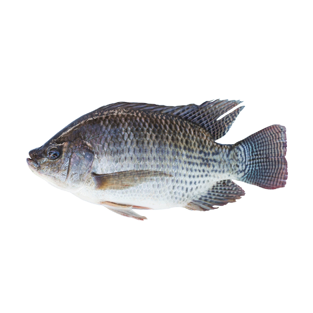 Telapia Fish (1kg)